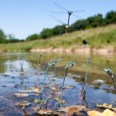 Blaue Federlibellen (Platycnemis pennipes)