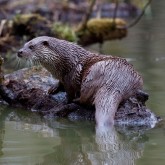 Fischotter (Lutra lutra)