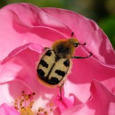 Gebänderter Pinselkäfer (Trichius fasciatus)