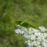 Gemeine Sichelschrecke (Phaneroptera falcata)