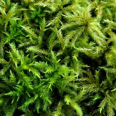 Bäumchen-Leitermoos (Climacium dendroides)