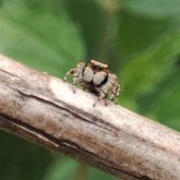 Bunter Sichelspringer