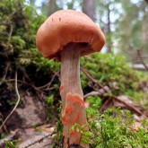 Geschmückter Gürtelfuß