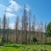 Fichten-Dürrständer