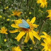 Arnika und Grünwidderchen